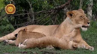 Lionesses cleaning the Cubs while avoiding those little sharp claws and fangs! ⚠️🔥