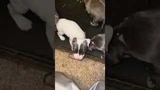 Pups first day on mush @ 4 weeks old