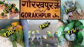 गोरखपुर पैरट मार्केट ||  Gorakhpur bird's market || baby parrot Market gorkhpur || chidiya bazar ||