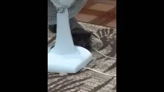 Gato Olaf
