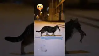 Heartbreaking Journey: A Mother Cat&rsquo;s Sacrifice in the Snow ❄️🐱 #emotional  #mothercat #shorts #cat