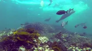 Freediving Falsebay with seals, red romans and galjoen