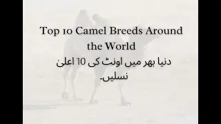 Top 10 camel breeds around the world