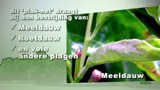 ekoponvideo_mpeg2_dvd