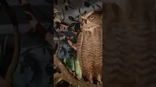 sarthana nature park surat//sarthana nature park and Chidiyaghar SURAT #animals #zoo #surat