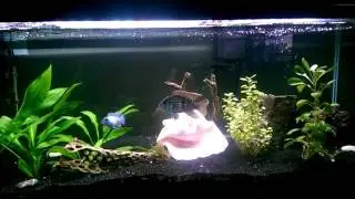 Electric Blue Acara/Green Terror Hybrids - 10 Months