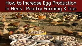 How to Increase Egg Production in Hens | Poultry Farming 3 Tips