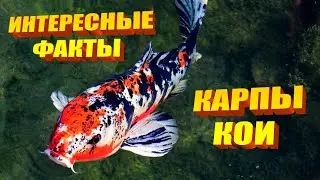 Interesting Facts About Koi Carp