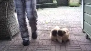 Rafael and Donatello pekingese puppies