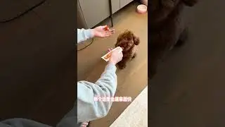 泰迪小狗的定點排便訓練！糾正時自己就去狗廁所了，真的是太乖了 #成都訓犬 #定點大小便 #成都訓犬老