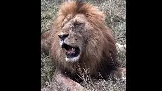Oloimina Black Rock Male Lion Sighting | Masaimara | 29 December 2025