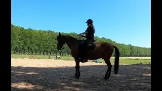 Lacos | First attempt at school halt | Natural Art of Riding