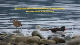 Hudsonian Whimbrel and Black Oystercatchers on Vancouver Island, British Columbia