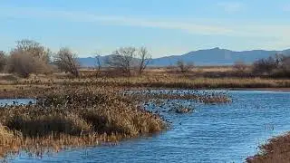 Yellow Headed Blackbird Murmuration - Withewater Draw Cochise County Az Feb 2022