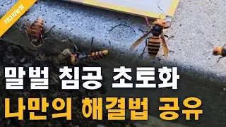 말벌때문에 고생 좀 했습니다. 나만의 해결방법 공유