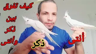 كروان: الطريقة الصحيحة لمعرفة الذكر من أنتى طيور كوكتيل كالوبسيت  ألبينو + معلومات مهمة