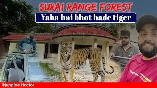 EcoTourism zone Surai forest range.#surai #forest #jungle #tiger #jungleehactor 