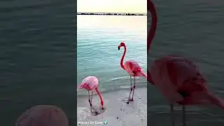 Before Mating Dance 🩰 Flamingo🦩Birds at Sea ⛵ #viral #shorts #birdslover #nature #cute #nature