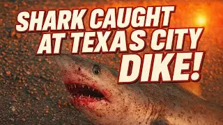 Shark caught at Texas city dike.