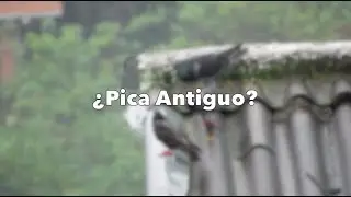 El Palomo Ladrón ¿Deportivo Antiguo?