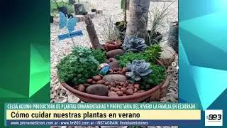 Consejos clave para cuidar las plantas en verano: la experiencia de Celsa Aquino desde Eldorado
