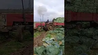 STEYR 768 Sınırları zorluyor 💪💪 #steyr #lahana #&ccedil;amur #sound #farming #shorts #mud #bafra #samsun