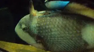 MOV00347