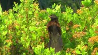 Coucal, Lesser - Centropus bengalensis