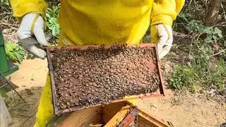 Multiplication of Swarms / Africanized Bees 🐝