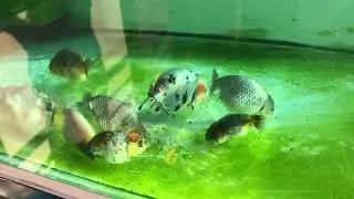 Goldfish Feeding Weekend