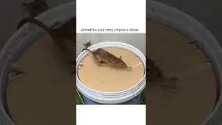 Como Fazer uma Armadilha Caseira para Ratos Usando um Balde #shorts