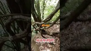AKAR POHON ini menyembunyikan SESUATU#shorts #youtubeshorts #fyp