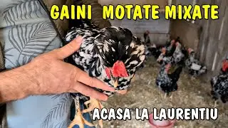 Viața la țară - Găinile lui Laurentiu - Livada cu sute de rațe și găini Moțate