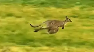 Baby kangaroo dropped during wolf chase and survives the odds!