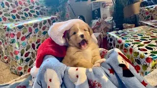 Puppies 1st Christmas photo shoot, pink girl! @rockymountaintollers
