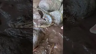 catching snakehead fish on live bait, northern - SNAKEHEAD FISH #shorts  #fish #channa #viralvideo