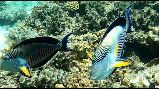 Snorkeling in the Red Sea near Hurghada, Egypt - 4K