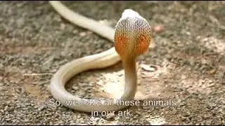 Dr. Prakash Baba Amte | wild animals | Anandvan | Hemalkasa | #viral #trending #zoo #pets #babaamte 