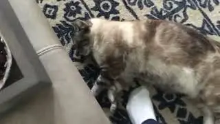 He chonk