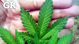 Evaluar&aacute; AMLO enviar reforma sobre marihuana