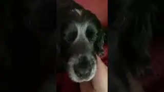 #собака