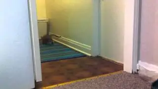Savannah kitten fetch