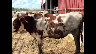 2536 red PG dry cow barn