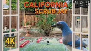 Why Are Scrub Jays More Active on Clear Days | ASMR Cat TV
