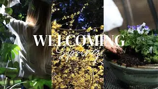 Welcoming Spring | spring cleaning, planting edible flowers, spring bouquet | Slow Living Vlog