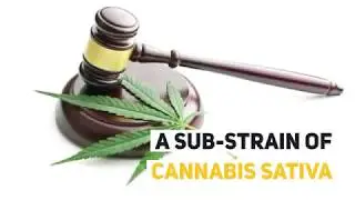 Buyers Beware of buying Hemp Oil on Amazon