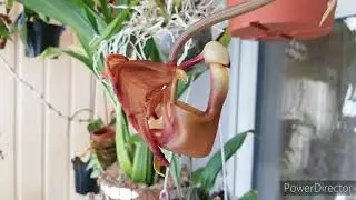 Coryanthes Bergoldii