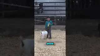 He placed 4th in his class After Goat Show! ❤
