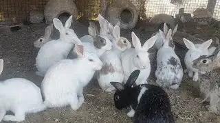 Rabbit farming kaise karen khargosh ke liye Ghar Kaise banaen funny video cute animals cute khargosh