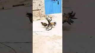 Hen Breeding #hen #breeding #shorts
